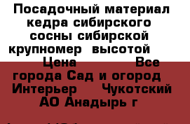 Посадочный материал кедра сибирского (сосны сибирской) крупномер, высотой 3-3.5  › Цена ­ 19 800 - Все города Сад и огород » Интерьер   . Чукотский АО,Анадырь г.